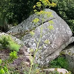 T2 Dans Avec Piscine Porto-Vecchio (Corsica)