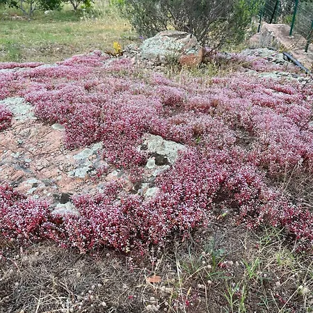 T2 Dans Avec Piscine * Porto-Vecchio (Corsica)