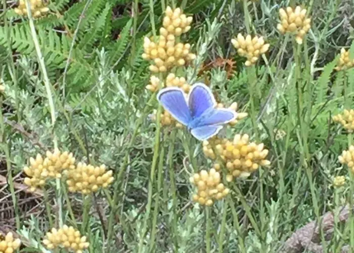 T2 Dans Avec Piscine Holiday home Porto-Vecchio (Corsica)