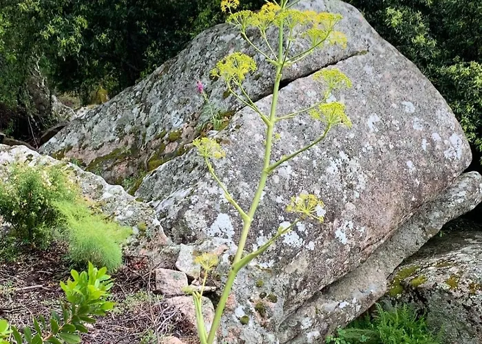 T2 Dans Avec Piscine Porto Vecchio