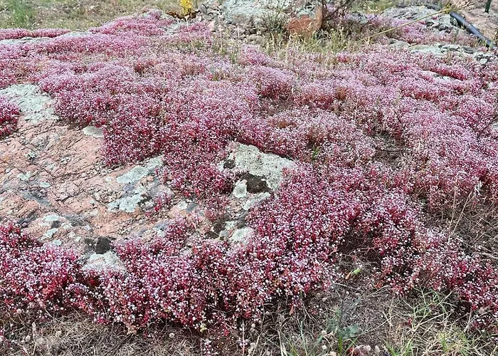 T2 Dans Avec Piscine * Porto Vecchio